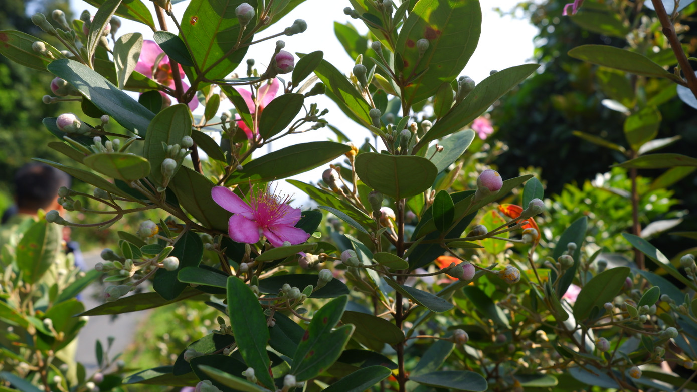 Màu tím hoa sim tạo cảnh sắc rực rỡ dọc tuyến đường, sườn núi ở bán đảo Sơn Trà.