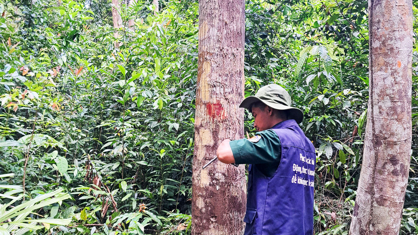 Cán bộ kiểm lâm Ban Quản lý rừng phòng hộ Đông Giang gắn thẻ QR lên cây rừng giống. Cán bộ kiểm lâm Ban Quản lý rừng phòng hộ Đông Giang gắn thẻ QR lên cây rừng giống.