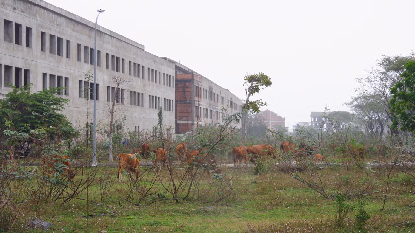 Dự án đang trở thành nơi chăn thả bò của người dân. Được biết, việc điều chỉnh dự án hiện thuộc thẩm quyền của Thủ tướng, UBND TP Đà Nẵng không có cơ sở thực hiện theo kiến nghị của Trungnam Land.