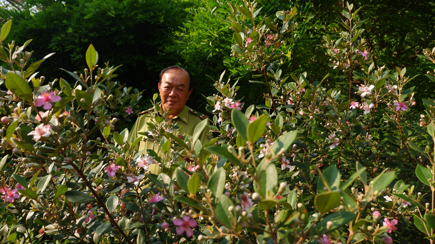 Là người gắn bó lâu năm với bán đảo Sơn Trà, ông Trương Đức Bình – một cán bộ Hạt Kiểm lâm liên quận - cho hay việc trồng sim không chỉ nhằm tạo nên không gian cảnh quan hài hòa, mà còn góp phần duy trì nguồn thức ăn cho các loài động vật hoang dã ở bán đảo Sơn Trà.