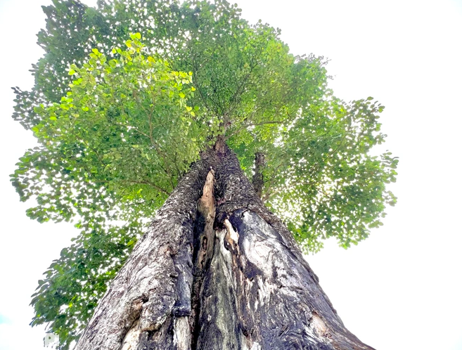 Cây cô đơn nhìn từ dưới lên.