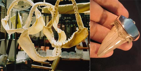 Hàm cá mập và nanh mập bọc bạc khổng lồ mà ông Xuân đang sở hữu. Ảnh: An ninh thế giới.