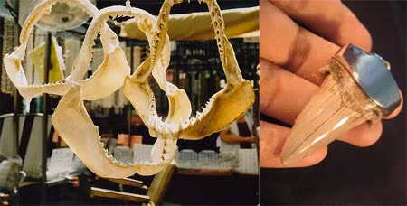 Hàm cá mập và nanh mập bọc bạc khổng lồ mà ông Xuân đang sở hữu. Ảnh: An ninh thế giới.