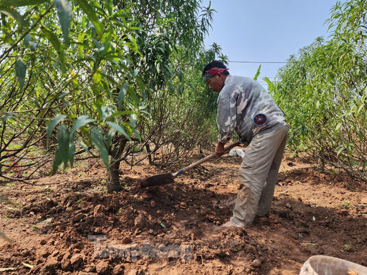 Người trồng đào cho biết, muốn cho cây nhiều vụ, nở hoa đúng dịp Tết ngoài các biện pháp như chăm bón, còn phải thực hiện thêm các biện pháp kỹ thuật như khoanh vỏ hoặc đảo cây, tuốt lá. Người trồng đào cho biết, muốn cho cây nhiều vụ, nở hoa đúng dịp Tết ngoài các biện pháp như chăm bón, còn phải thực hiện thêm các biện pháp kỹ thuật như khoanh vỏ hoặc đảo cây, tuốt lá.