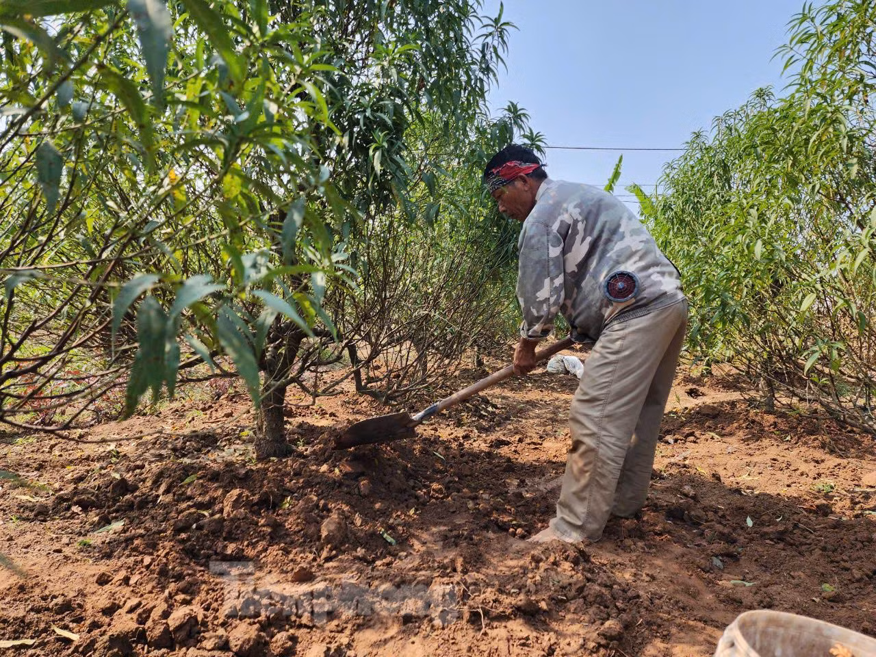 Người trồng đào cho biết, muốn cho cây nhiều vụ, nở hoa đúng dịp Tết ngoài các biện pháp như chăm bón, còn phải thực hiện thêm các biện pháp kỹ thuật như khoanh vỏ hoặc đảo cây, tuốt lá.