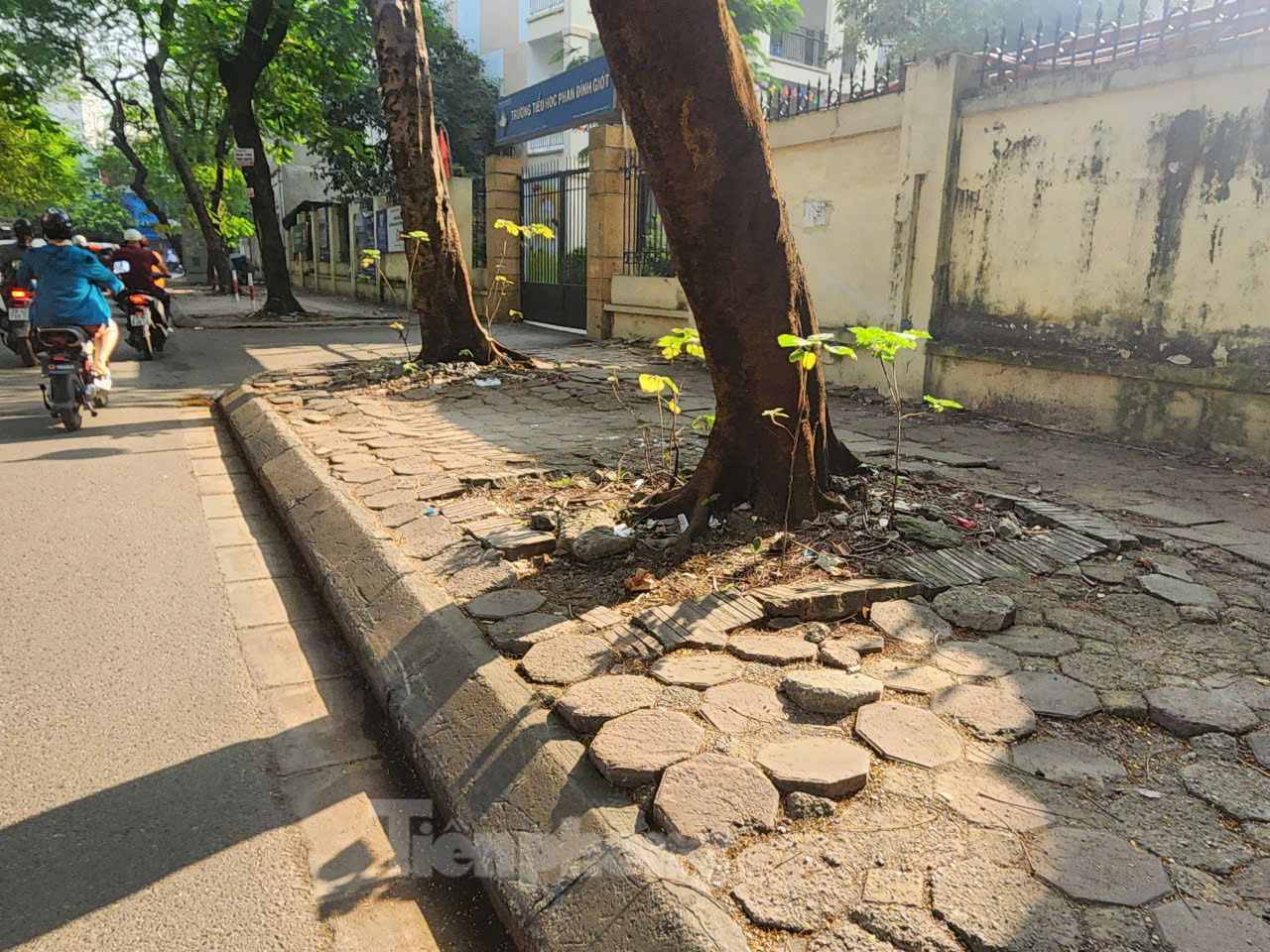 Rễ cây trồi lên làm ảnh hưởng đến gạch lát vỉa hè. Rễ cây trồi lên làm ảnh hưởng đến gạch lát vỉa hè.
