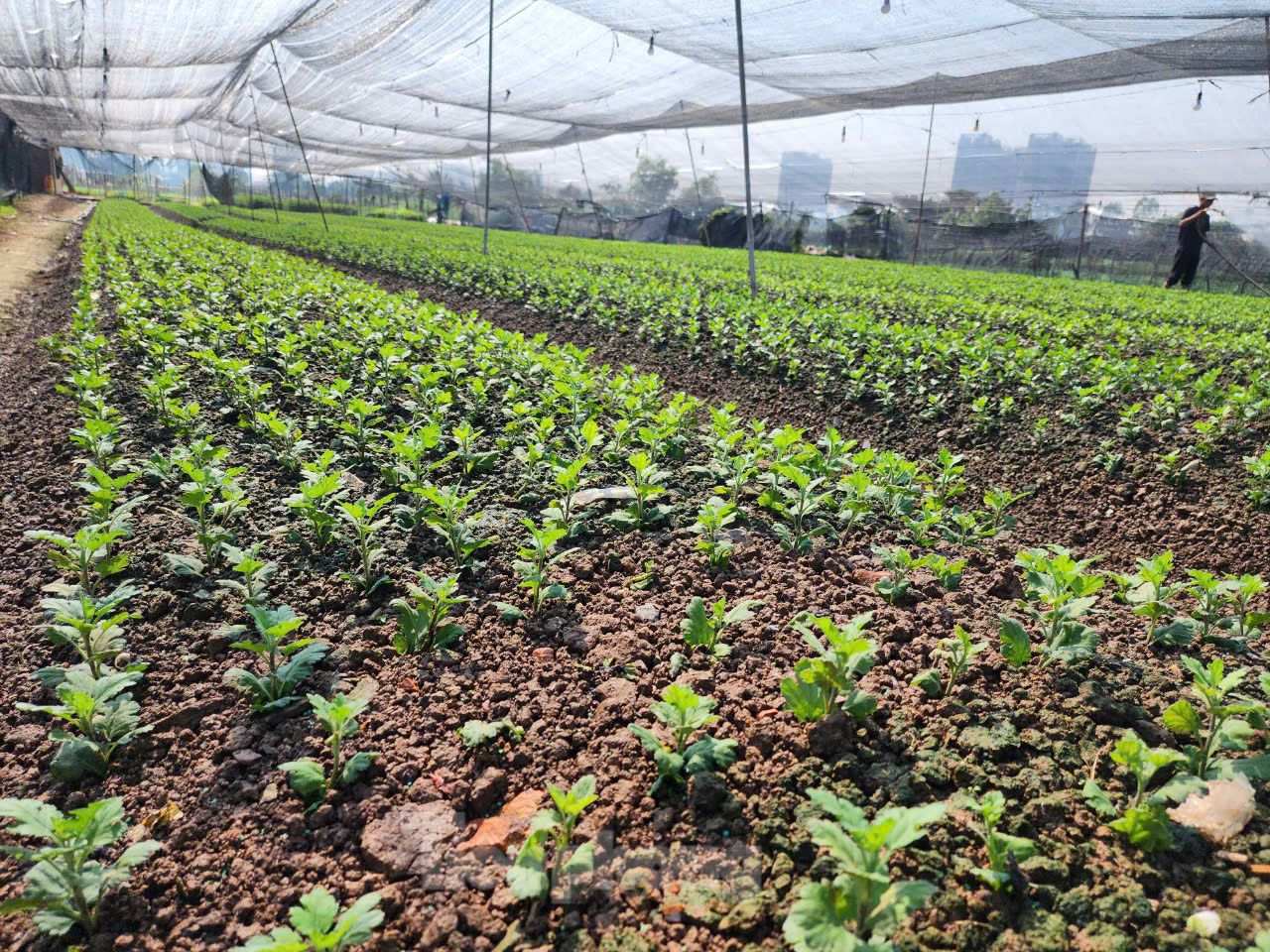 Ngoài các biện pháp chăm sóc hoa như tưới nước, bơm thuốc, làm cỏ người trồng hoa ở Tây Tựu còn làm bạt để che cho cây. Ngoài các biện pháp chăm sóc hoa như tưới nước, bơm thuốc, làm cỏ người trồng hoa ở Tây Tựu còn làm bạt để che cho cây.