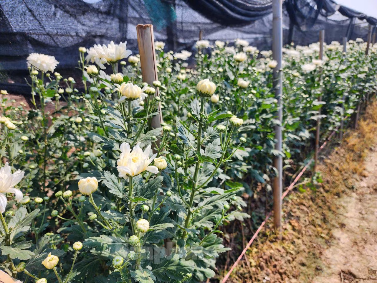 Một ruộng cúc trắng đang nở hoa.