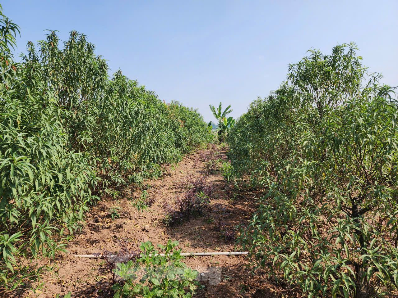 Tương tự, người trồng đào tại vùng bãi sông Hồng ở huyện Phú Xuyên (Hà Nội) cũng đang chuẩn bị cho vụ hoa Tết. Tương tự, người trồng đào tại vùng bãi sông Hồng ở huyện Phú Xuyên (Hà Nội) cũng đang chuẩn bị cho vụ hoa Tết.