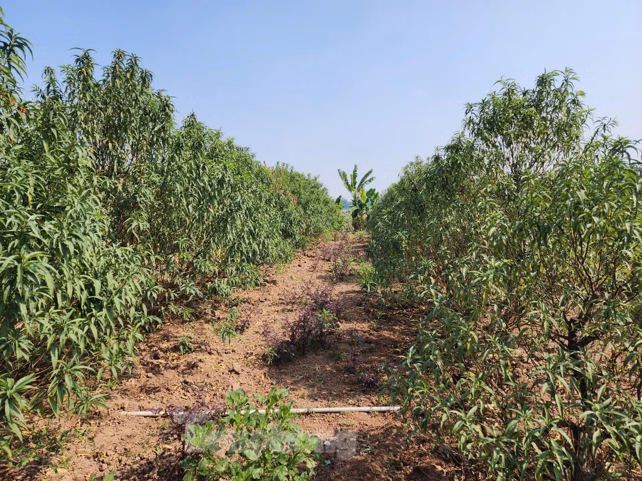 Tương tự, người trồng đào tại vùng bãi sông Hồng ở huyện Phú Xuyên (Hà Nội) cũng đang chuẩn bị cho vụ hoa Tết.