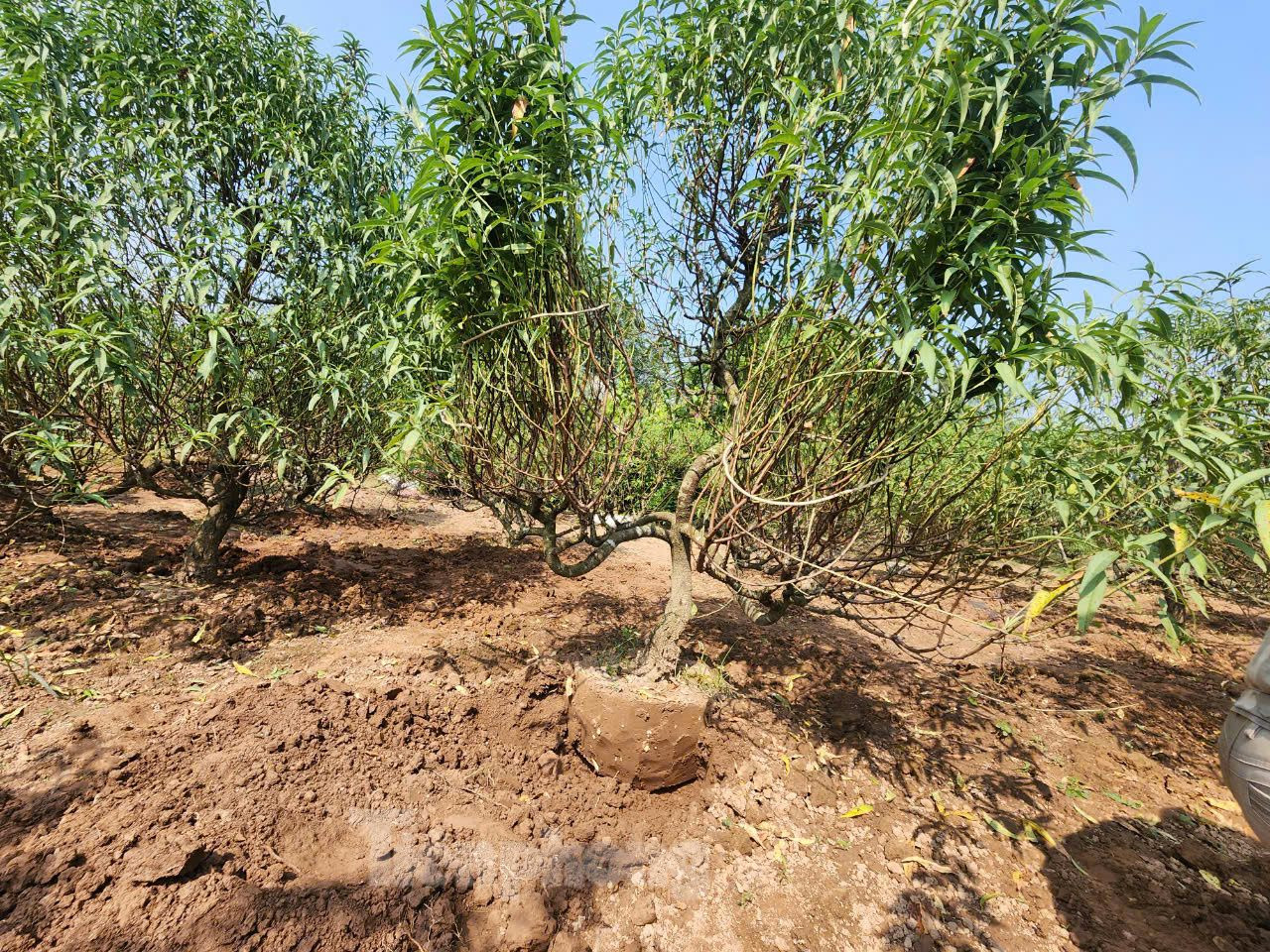 Một gốc đào đang được đánh bầu. Một gốc đào đang được đánh bầu.