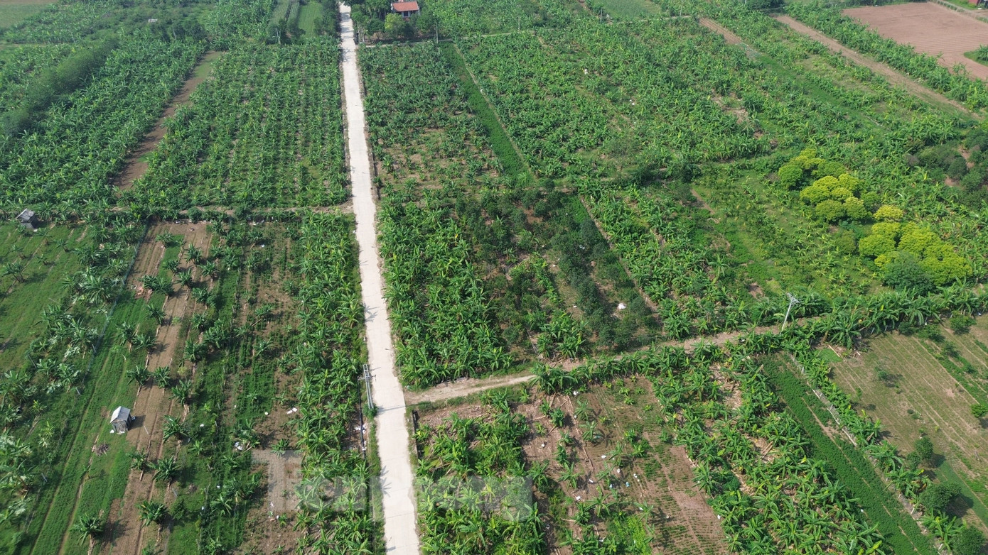 Thế nhưng, chỉ sau gần 2 tháng, với sự nỗ lực của bà con, vùng đất ngoài bãi sông Hồng thuộc các xã Hồng Thái, thị trấn Phú Minh... đã xanh trở lại.