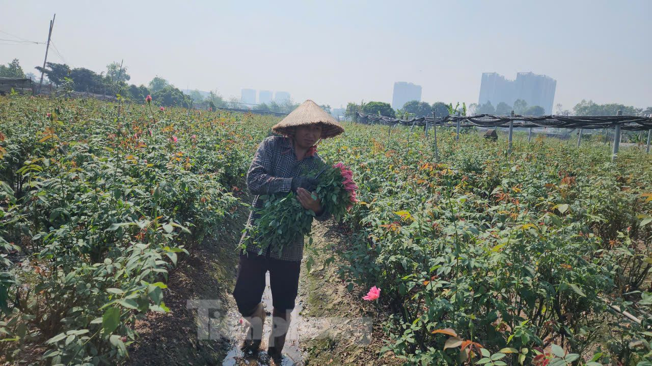 Người dân Tây Tựu thu hoạch hoa hồng. Được biết, thời điểm mưa lũ giữa tháng 9/2023, thửa ruộng này bị ngập sâu, đến nay mới hồi phục. Người dân Tây Tựu thu hoạch hoa hồng. Được biết, thời điểm mưa lũ giữa tháng 9/2023, thửa ruộng này bị ngập sâu, đến nay mới hồi phục.