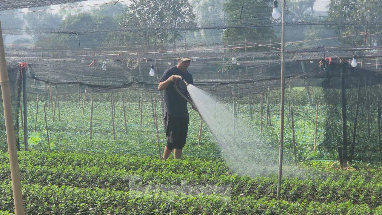 Người dân đang tưới cho ruộng hoa cúc. Người dân đang tưới cho ruộng hoa cúc.