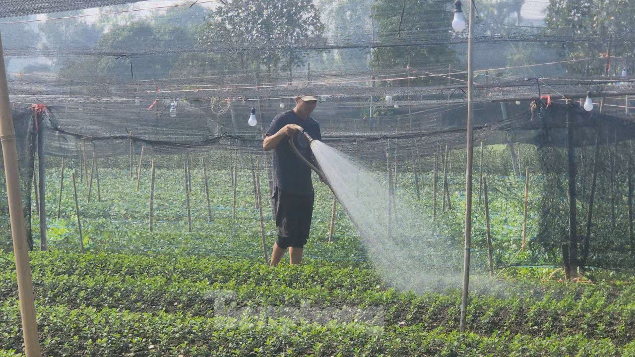Người dân đang tưới cho ruộng hoa cúc.