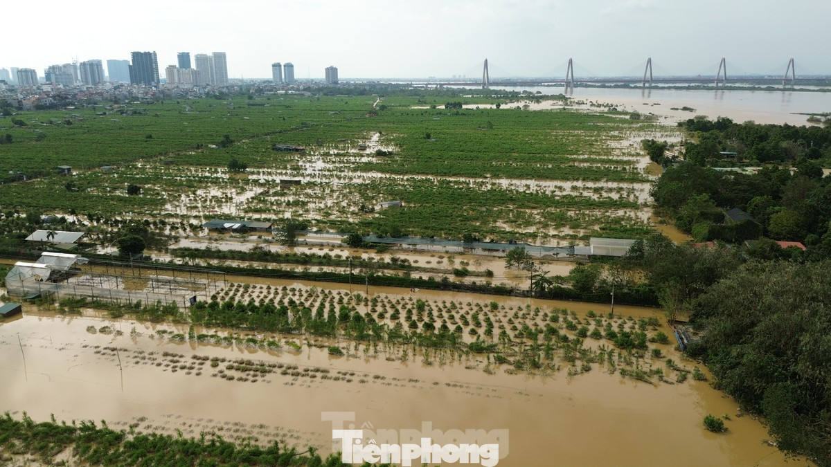 Diện tích trồng hoa, cây cảnh tại Nhật Tân bị ngập sâu do mưa bão số 3