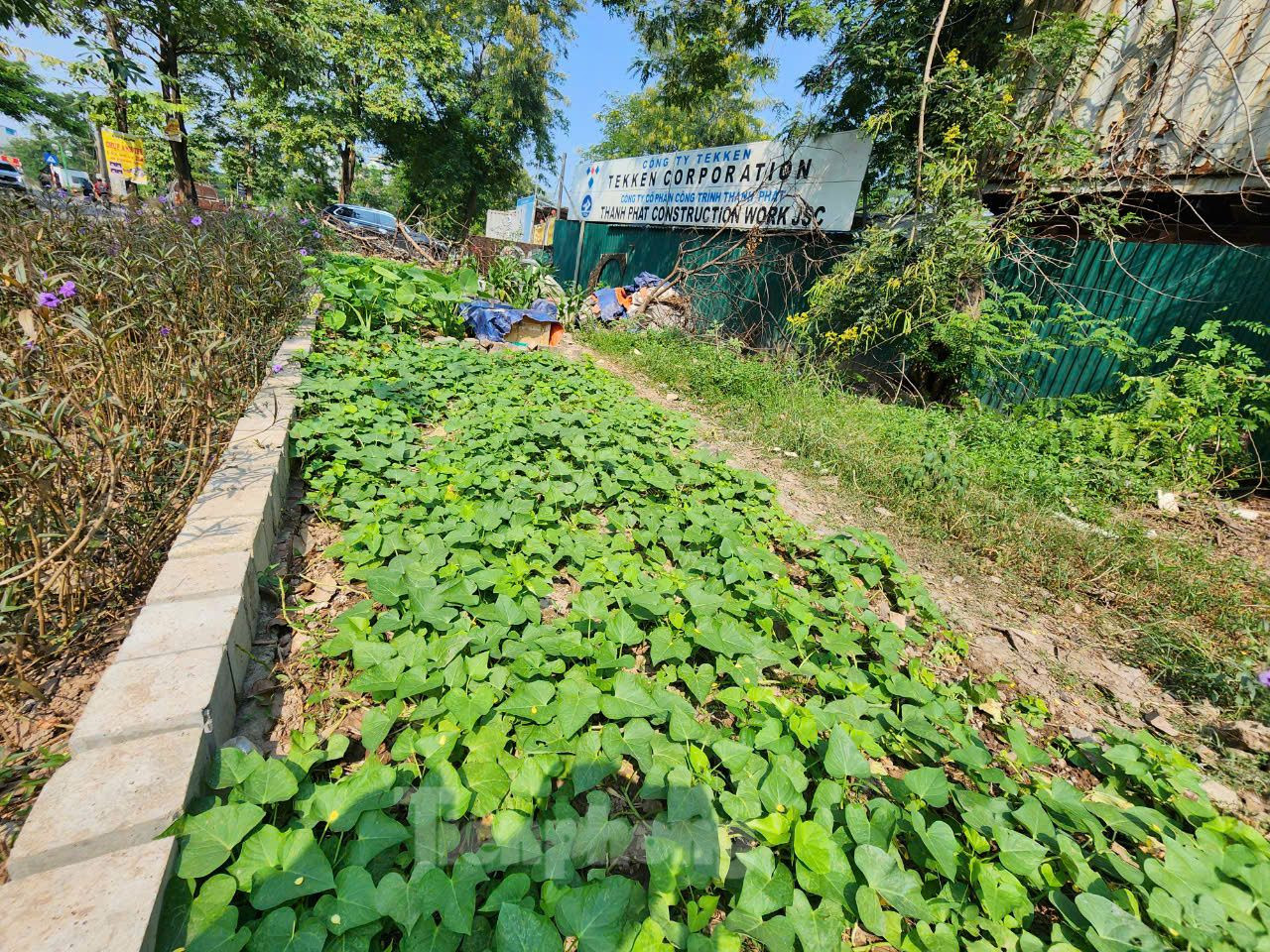 Một số vị trí tại ô đất người dân còn cải tạo để trồng rau.
