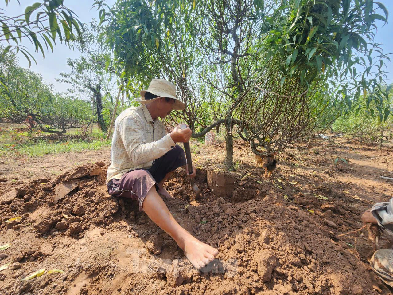 Anh Lê Văn Hiền (xã Hồng Thái, huyện Phú Xuyên) đang đánh bầu (đảo cây) cho đào. Anh Hiền cho biết, việc đánh bầu để gần Tết chuyển cây đi bán, hoa sẽ không bị héo. Anh Lê Văn Hiền (xã Hồng Thái, huyện Phú Xuyên) đang đánh bầu (đảo cây) cho đào. Anh Hiền cho biết, việc đánh bầu để gần Tết chuyển cây đi bán, hoa sẽ không bị héo.