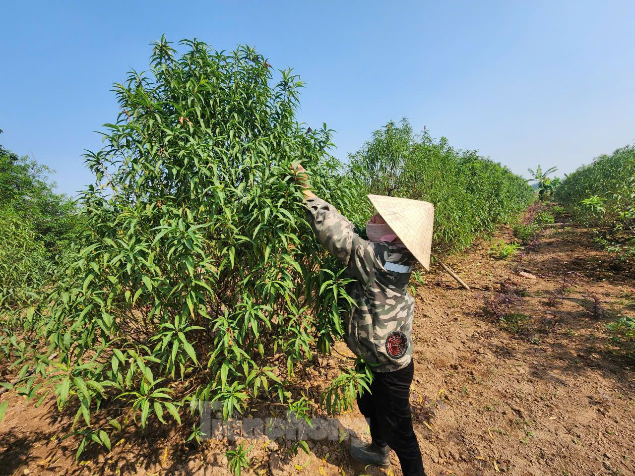 Các chuyên gia dự báo, Tết Nguyên đán năm nay Hà Nội chắc chắn sẽ thiếu hoa đào. Nguyên nhân bởi đợt mưa bão vừa qua hầu hết diện tích trồng đào tại Hà Nội và các vùng lân cận đều bị ngập nước, tỷ lệ chết cao. Trong khi đó, đào rừng tại nhiều tỉnh thành phía Bắc cũng bị chết nhiều do mưa lũ ngập sâu. Anh Hiền cũng cho biết, trận bão Yagi đã làm thiệt hại 30% diện tích đào của gia đình. Các chuyên gia dự báo, Tết Nguyên đán năm nay Hà Nội chắc chắn sẽ thiếu hoa đào. Nguyên nhân bởi đợt mưa bão vừa qua hầu hết diện tích trồng đào tại Hà Nội và các vùng lân cận đều bị ngập nước, tỷ lệ chết cao. Trong khi đó, đào rừng tại nhiều tỉnh thành phía Bắc cũng bị chết nhiều do mưa lũ ngập sâu. Anh Hiền cũng cho biết, trận bão Yagi đã làm thiệt hại 30% diện tích đào của gia đình.