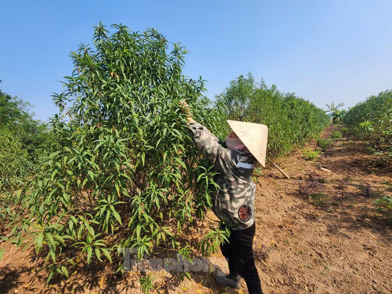 Các chuyên gia dự báo, Tết Nguyên đán năm nay Hà Nội chắc chắn sẽ thiếu hoa đào. Nguyên nhân bởi đợt mưa bão vừa qua hầu hết diện tích trồng đào tại Hà Nội và các vùng lân cận đều bị ngập nước, tỷ lệ chết cao. Trong khi đó, đào rừng tại nhiều tỉnh thành phía Bắc cũng bị chết nhiều do mưa lũ ngập sâu. Anh Hiền cũng cho biết, trận bão Yagi đã làm thiệt hại 30% diện tích đào của gia đình.