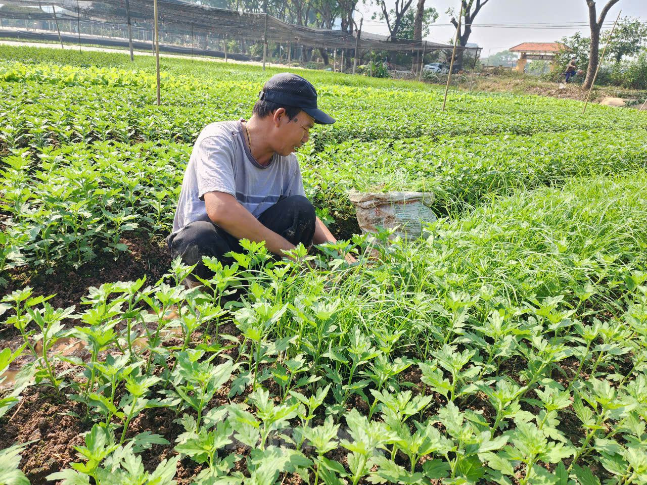 Hiện chỉ còn hơn 2 tháng nữa là Tết Nguyên đán, người trồng hoa Tây Tựu đang triển khai các biện pháp kỹ thuật để hoa nở đúng vụ. Hiện chỉ còn hơn 2 tháng nữa là Tết Nguyên đán, người trồng hoa Tây Tựu đang triển khai các biện pháp kỹ thuật để hoa nở đúng vụ.