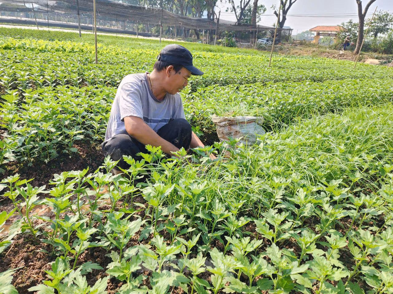 Hiện chỉ còn hơn 2 tháng nữa là Tết Nguyên đán, người trồng hoa Tây Tựu đang triển khai các biện pháp kỹ thuật để hoa nở đúng vụ.