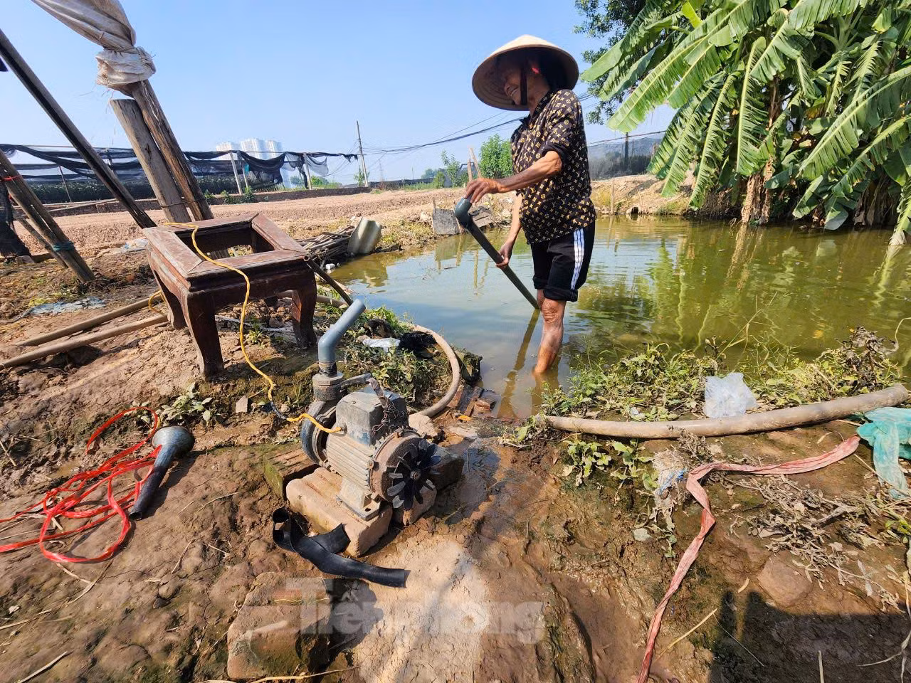 Bà Nguyễn Thị Nhương (69 tuổi, phường Tây Tựu) đang lắp máy bơm nước tưới cho hoa. Bà cho biết, chi phí sản xuất cho vụ hoa Tết năm nay cao gấp đôi năm trước, nguyên nhân là bởi giống tăng cao. Cùng với đó, là do ảnh hưởng của mưa lũ, chi phí thuê máy làm đất cũng tăng.