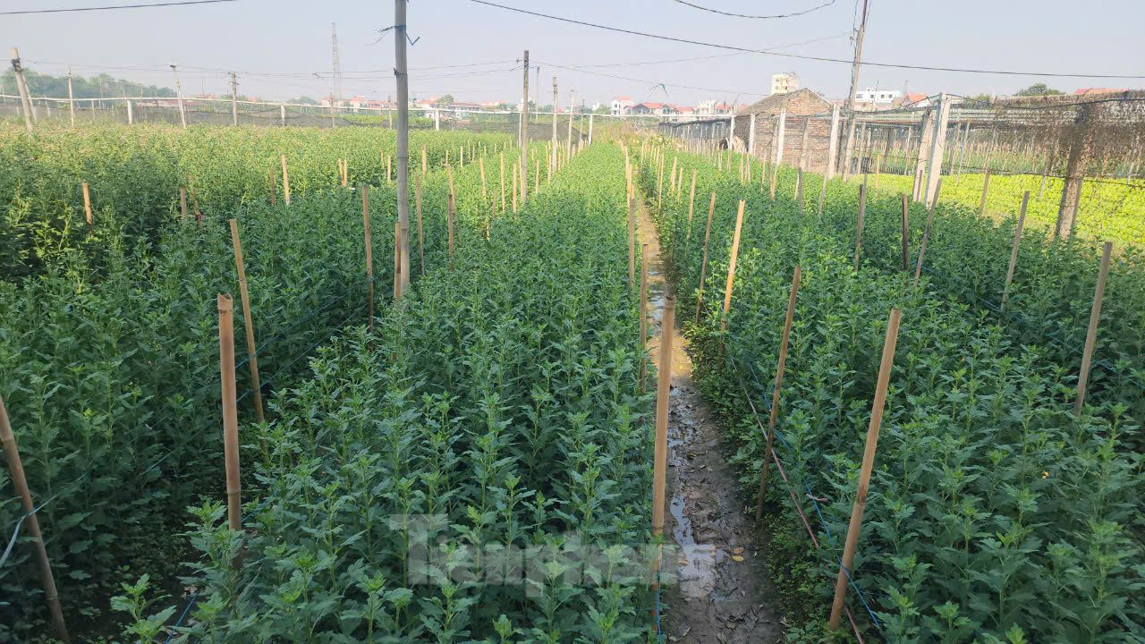 Phường Tây Tựu (quận Bắc Từ Liêm, Hà Nội) có khoảng 700 ha đất trồng hoa. Trong đó, 283ha là diện tích trồng hoa trên địa bàn phường, còn lại là diện tích người dân thuê ở các xã lân cận để trồng hoa. Phường Tây Tựu (quận Bắc Từ Liêm, Hà Nội) có khoảng 700 ha đất trồng hoa. Trong đó, 283ha là diện tích trồng hoa trên địa bàn phường, còn lại là diện tích người dân thuê ở các xã lân cận để trồng hoa.