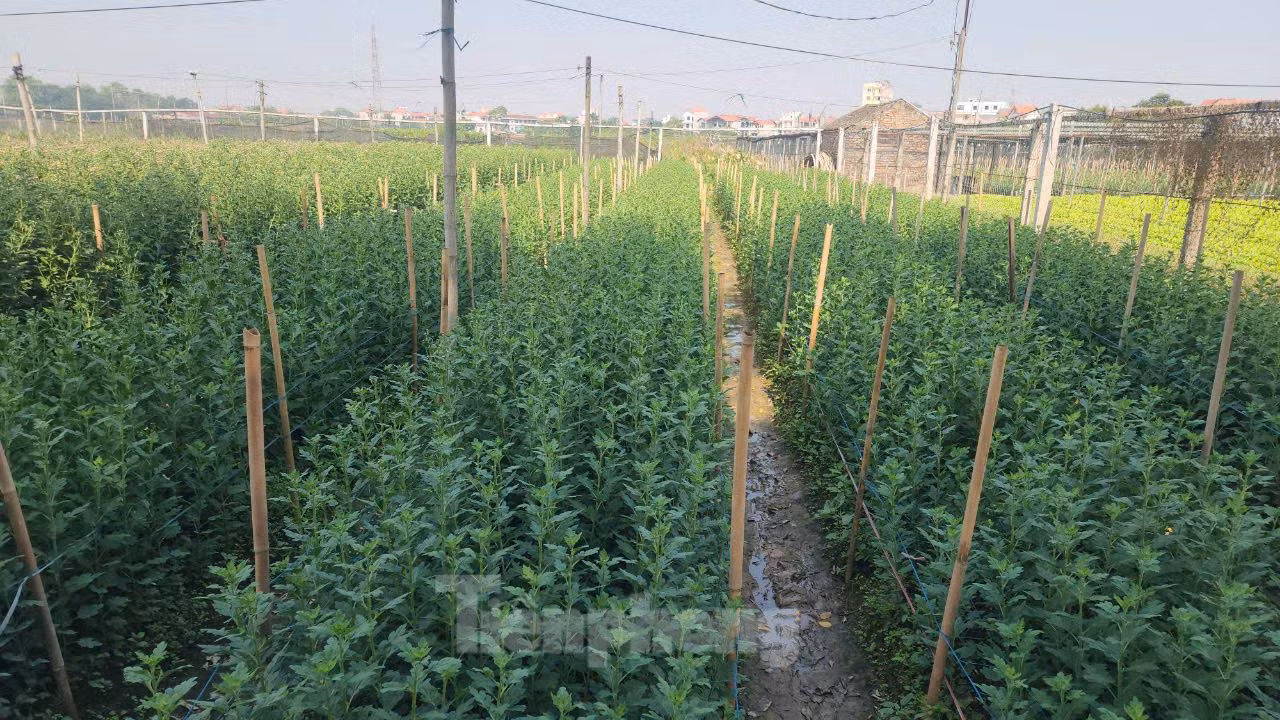 Phường Tây Tựu (quận Bắc Từ Liêm, Hà Nội) có khoảng 700 ha đất trồng hoa. Trong đó, 283ha là diện tích trồng hoa trên địa bàn phường, còn lại là diện tích người dân thuê ở các xã lân cận để trồng hoa.