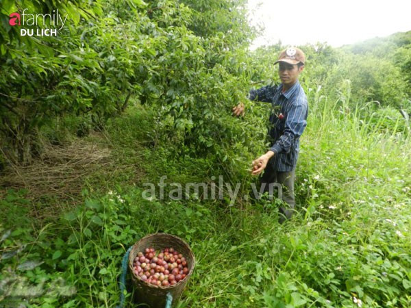 du lịch, Tam Đảo, vườn quốc gia Cúc Phương, Mộc Châu, hồ Ba Bể
