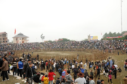 Sân chọi trâu Hải Lựu với sức chứa bốn nghìn chỗ ngồi không còn một chỗ trống