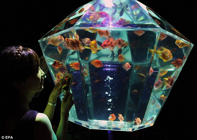 Du khách mê mẩn ngắm đàn cá tung tăng bơi lội