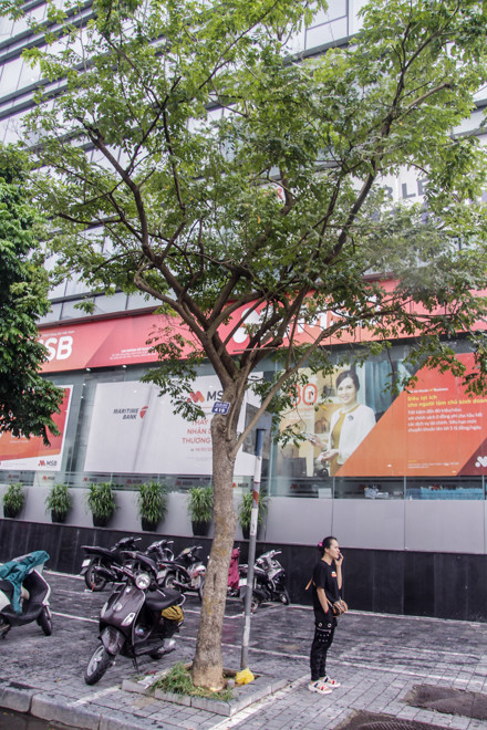 Đánh chuyển hàng cây xanh trên phố Trần Hưng Đạo, sưa đỏ quý hiếm chờ di dời ảnh 11