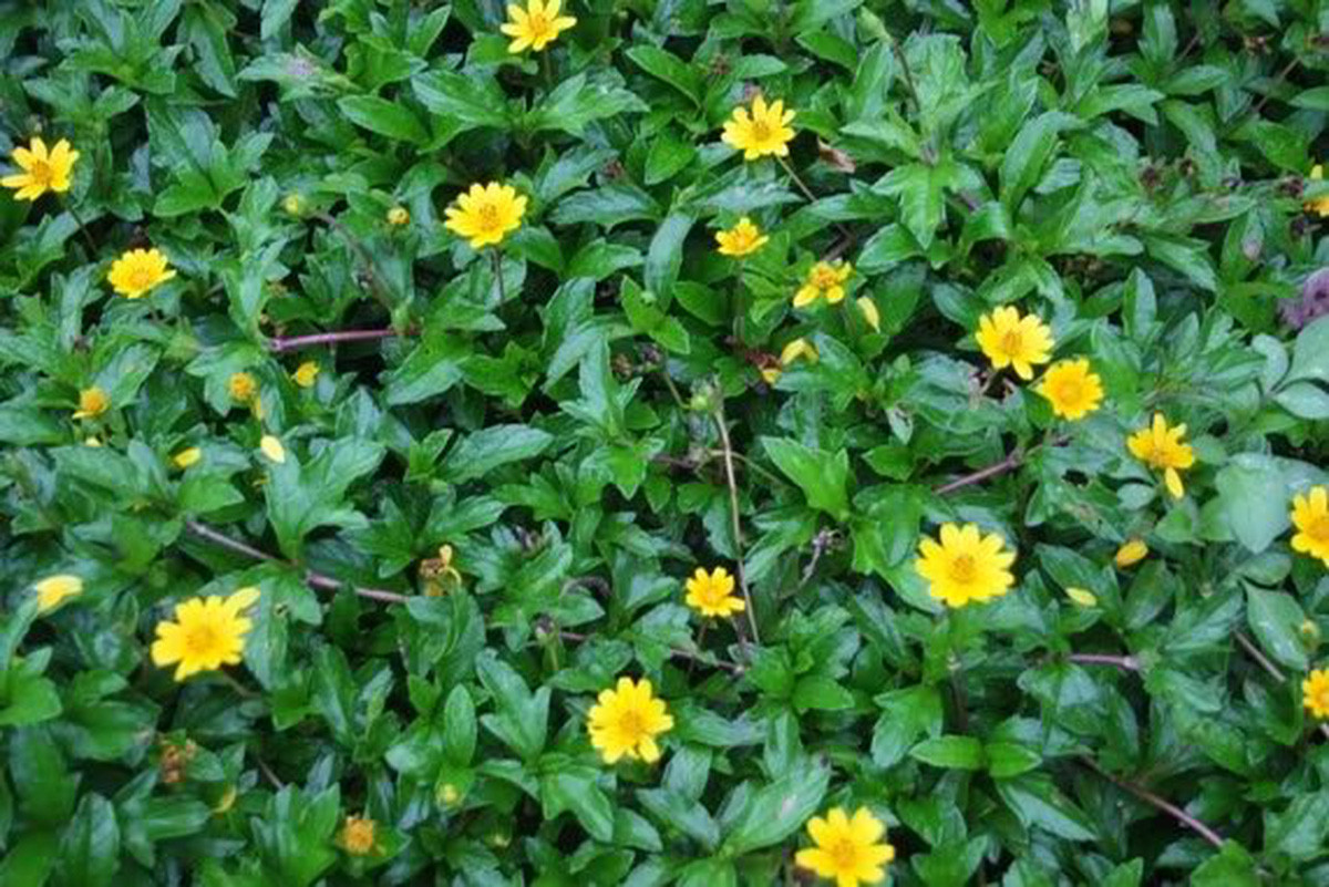 Theo y học cổ truyền, sài đất là dược liệu, tính mát, vị đắng nhẹ hơi chua, quy kinh vào hàng phế và can.