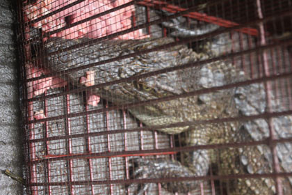 Nhiều người phán đoán nó được sổng ra từ một nhà dân nào gần đó