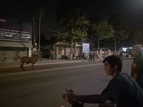 Bò ‘điên’ đại náo trên phố, húc nhiều người bị thương ở Thủ Dầu Một ảnh 2