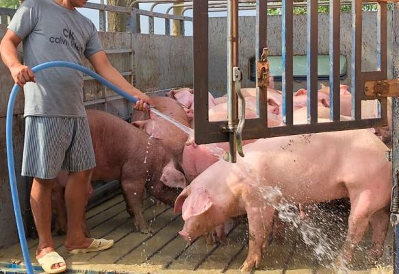 Bình Phước xuất hiện 6 ổ dịch, Chủ tịch tỉnh ra công văn hỏa tốc ảnh 2