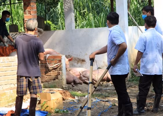 Dịch tả heo châu Phi tấn công, Bình Dương ra thông báo khẩn ảnh 1
