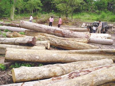 Bán gỗ rừng chuyển đổi sang trồng cao su như thế này nhưng hàng trăm ngàn mét khối không qua đấu giá. Bán gỗ rừng chuyển đổi sang trồng cao su như thế này nhưng hàng trăm ngàn mét khối không qua đấu giá