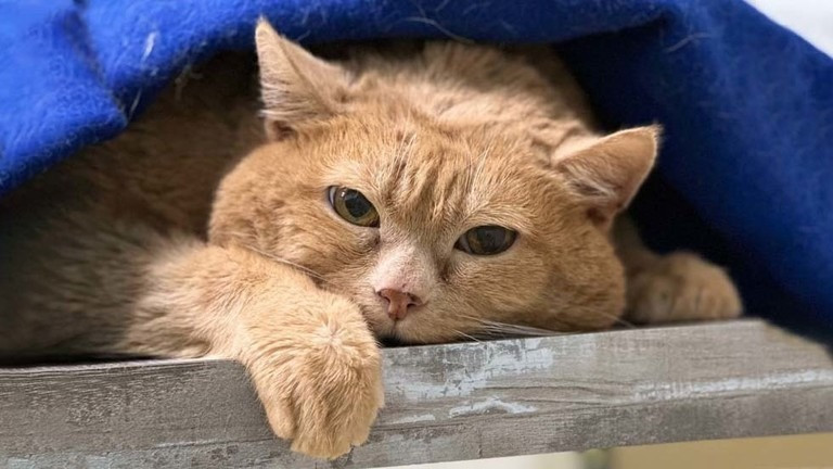 (Ảnh: vk.com) (Ảnh: vk.com)