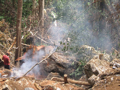 Khu vực Hung Trí, nơi ba cây sưa trị giá hàng trăm tỉ đồng bị đốn hạ