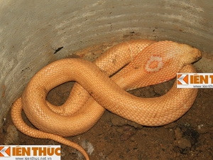 Con rắn được người dân đồn đại. Con rắn được người dân đồn đại