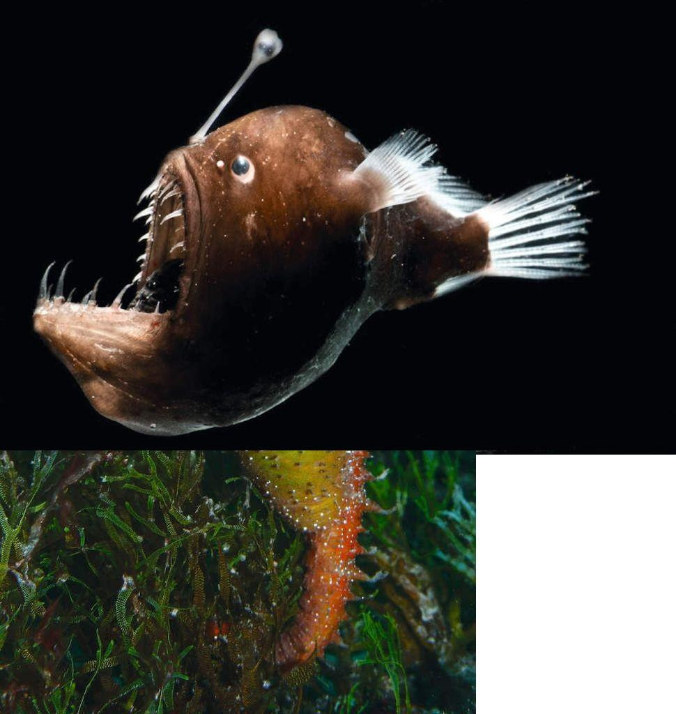 Cá phát quang sinh học để thu hút bạn tình Cá phát quang sinh học để thu hút bạn tình