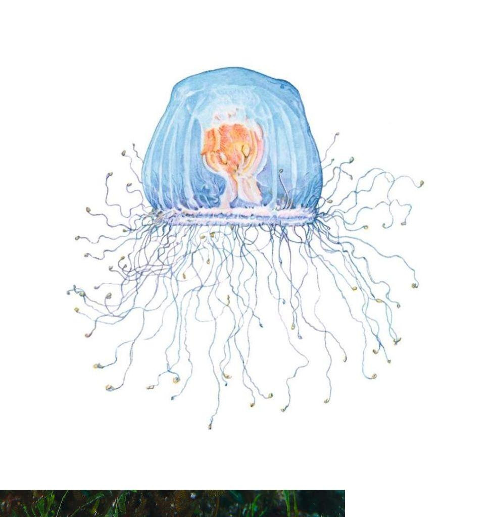 Các nhà nghiên cứu đang giải mã bộ gene của sứa để tìm ra bí quyết bât tử của nó. Các nhà nghiên cứu đang giải mã bộ gene của sứa để tìm ra bí quyết bât tử của nó.