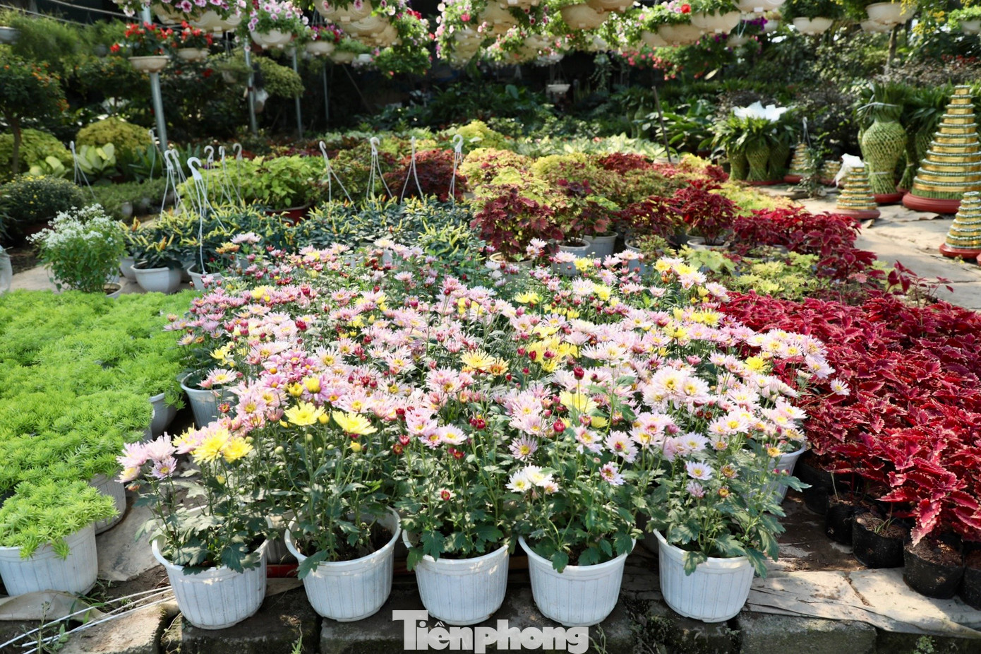 Làng hoa Xuân Quan trồng rất nhiều loại hoa, từ sản xuất trong nước đến nhập khẩu từ nước ngoài. Nổi tiếng hơn cả là các loại hoa dạ yến thảo, cúc, pháo hoa, đồng tiền, ngọc thảo, phong lữ,...