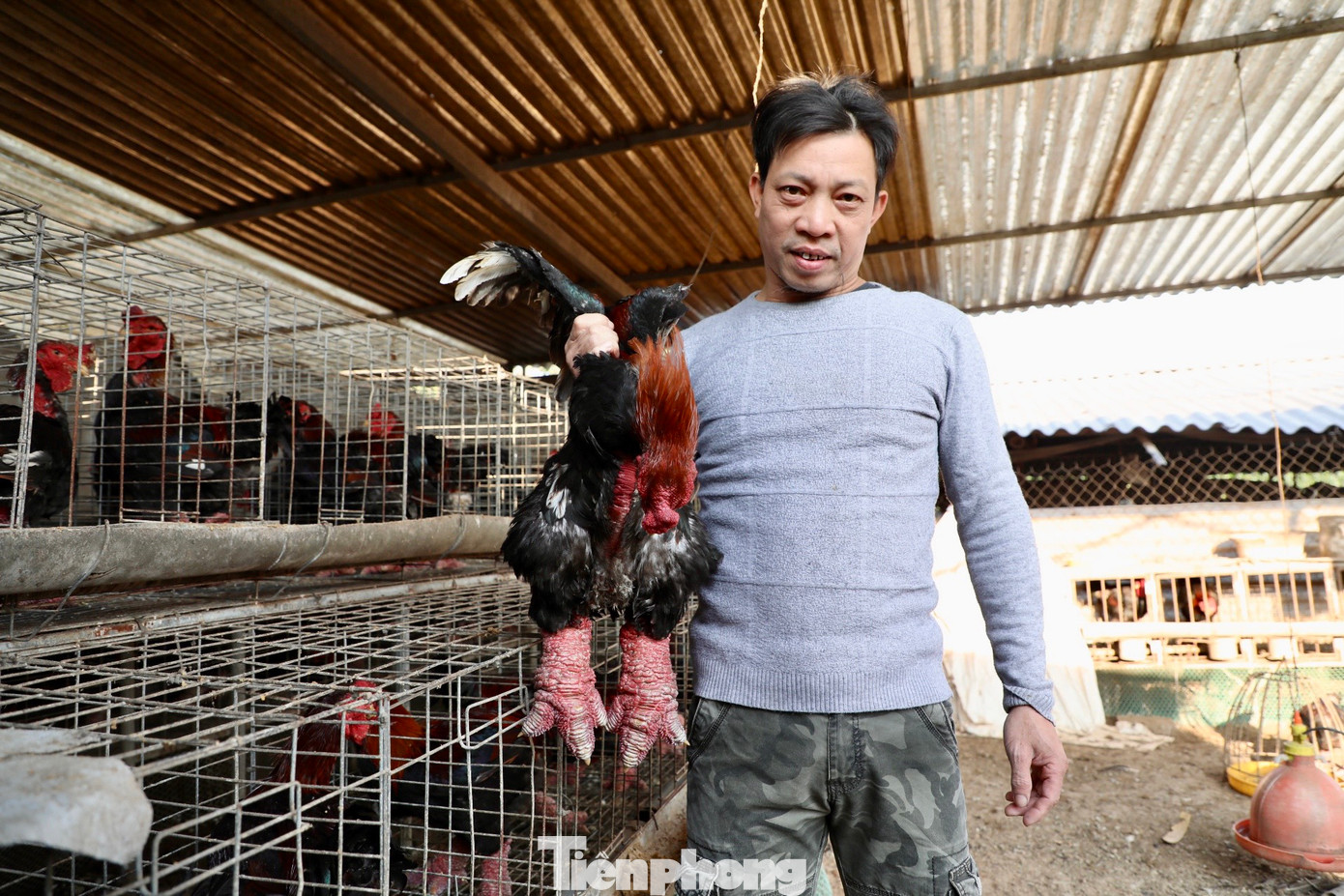 Dự kiến trong dịp Tết năm Giáp Thìn, gia đình anh Nam sẽ cung ứng ra thị trường hơn 2.000 con gà Đông Tảo thương phẩm và 400 con gà biếu, tặng. Dự kiến trong dịp Tết năm Giáp Thìn, gia đình anh Nam sẽ cung ứng ra thị trường hơn 2.000 con gà Đông Tảo thương phẩm và 400 con gà biếu, tặng.