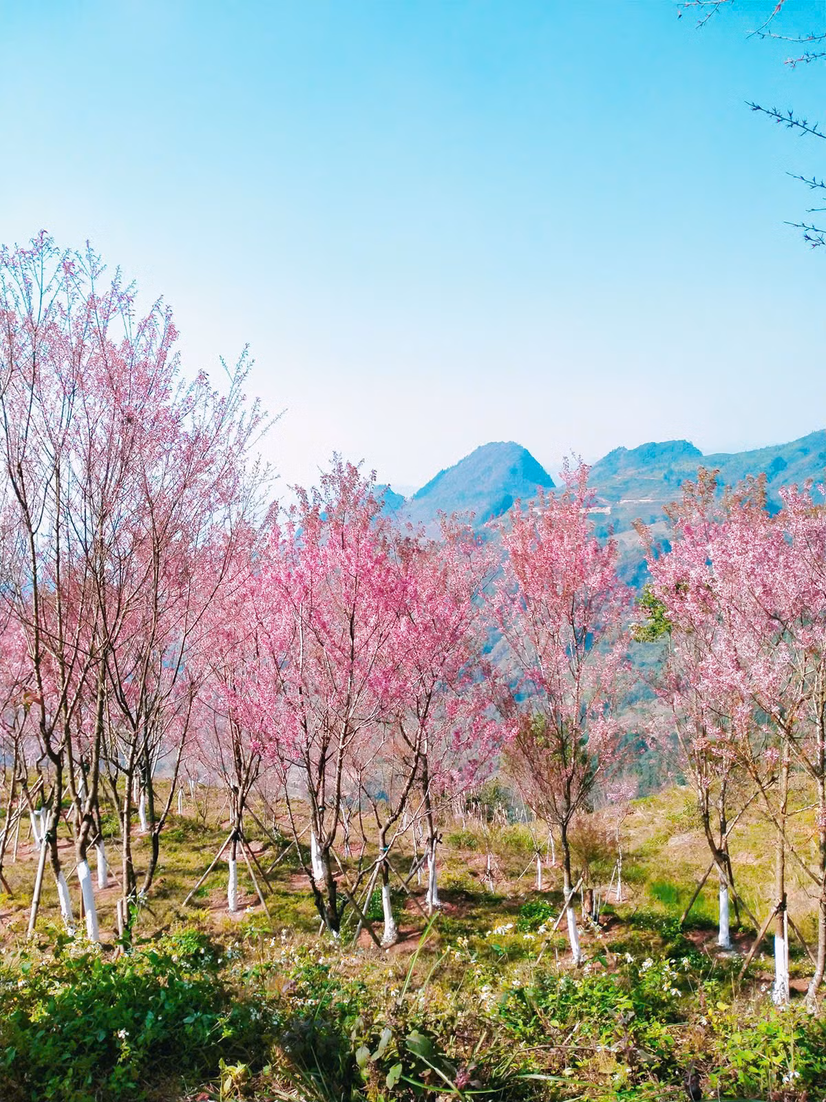 Khi không khí xuân tràn ngập trên khắp vùng cao nguyên trắng Bắc Hà, hoa mai anh đào nở rực rỡ, khoe sắc thắm với những cánh hoa màu hồng phấn tuyệt đẹp.