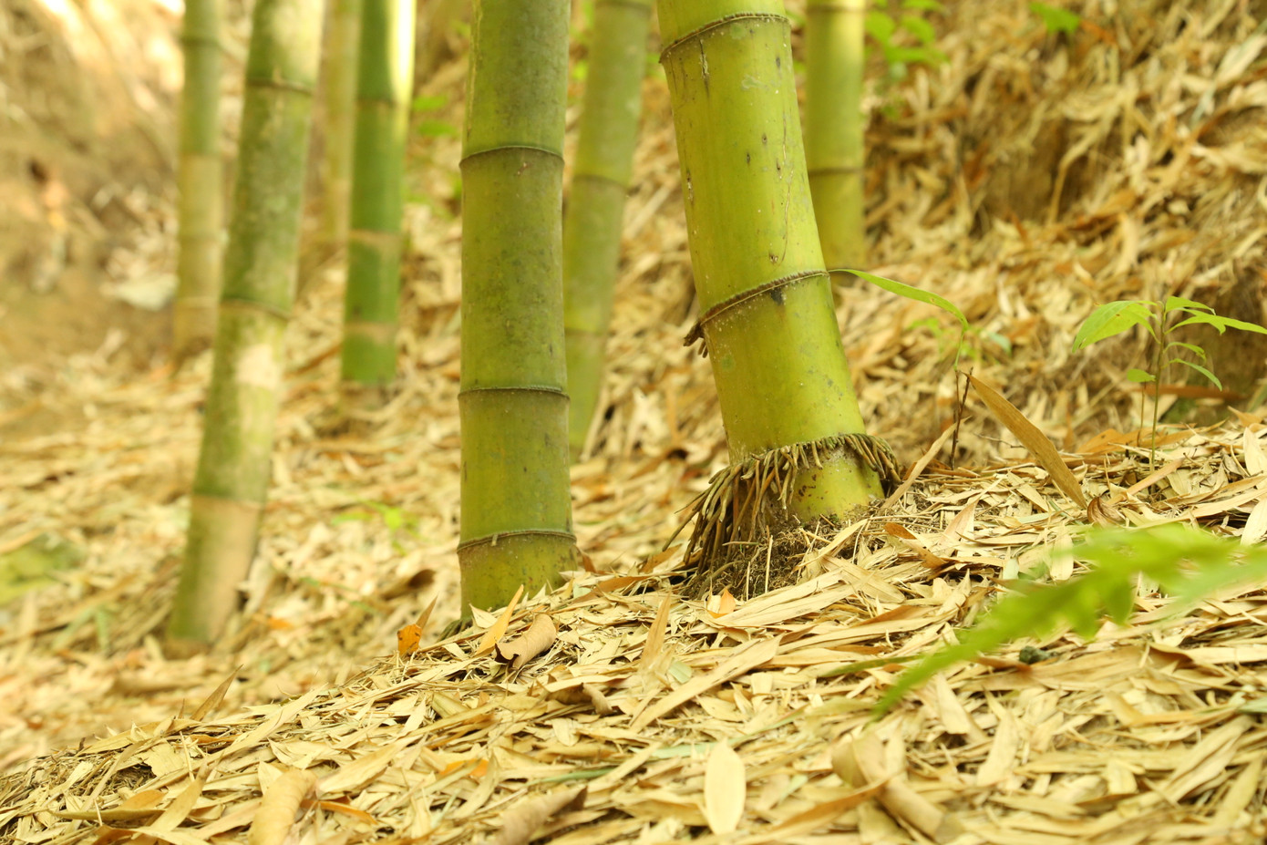 Những bộ rễ trúc đan xen, bám chặt vào đất, giữ vững thân cây trước gió lớn và mưa bão.