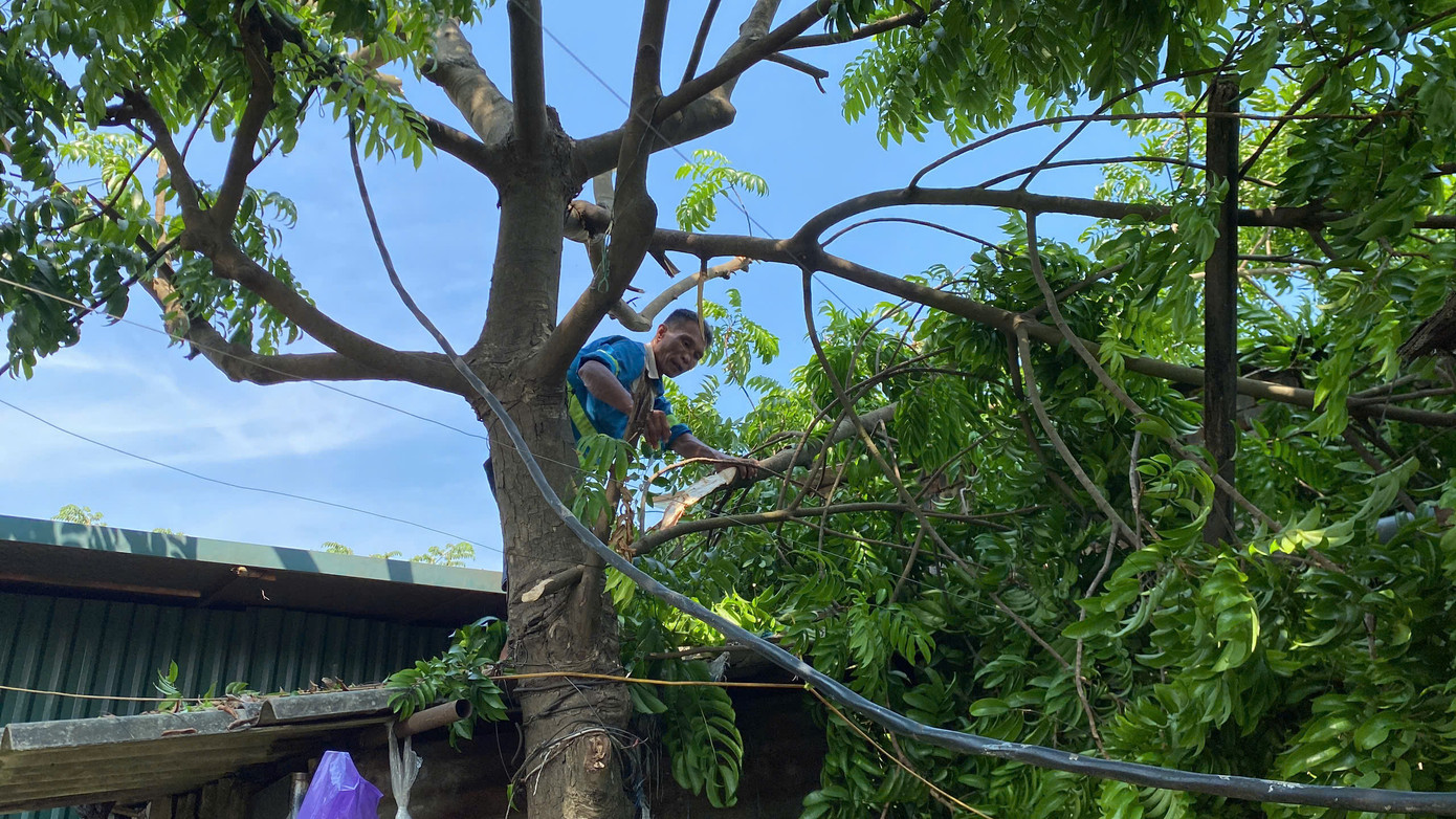 Người dân ven sông Hồng chặt cây, ứng phó trước siêu bão Yagi.