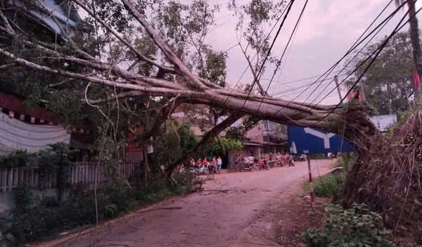 Cây cối gẫy đổ sau dông lốc. Ảnh: NDCC Cây cối gẫy đổ sau dông lốc. Ảnh: NDCC